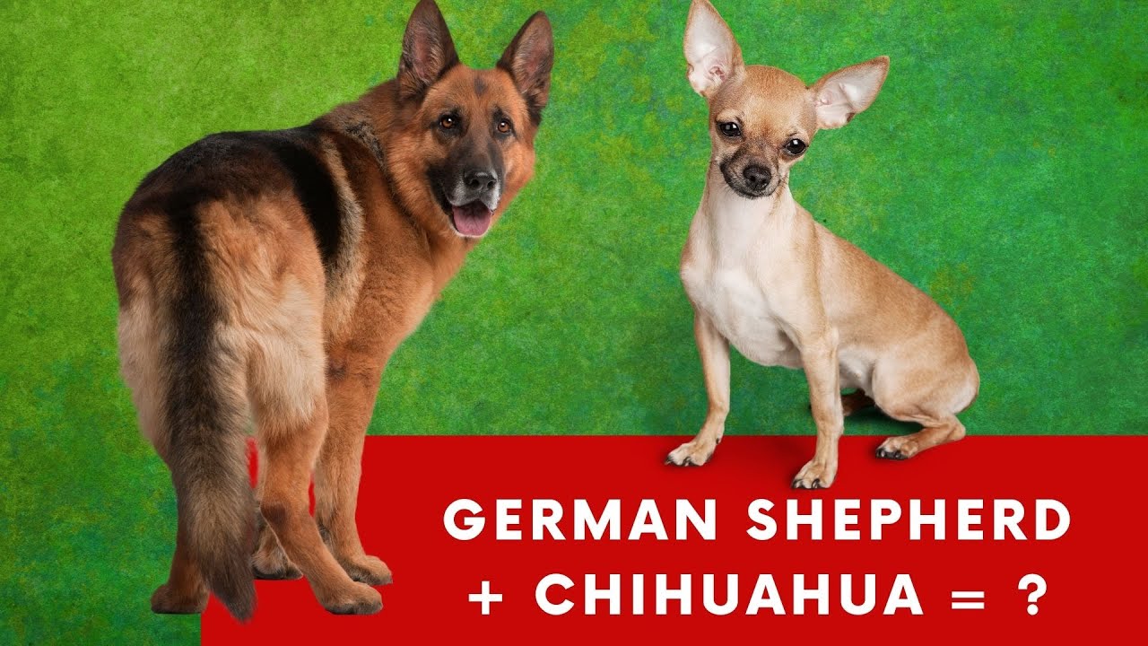 chihuahua german shepherd mix