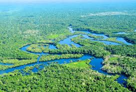 amazon rainforest